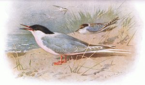 Rybitwa różowa, z British Birds opublikowane przez Longmans, 1932